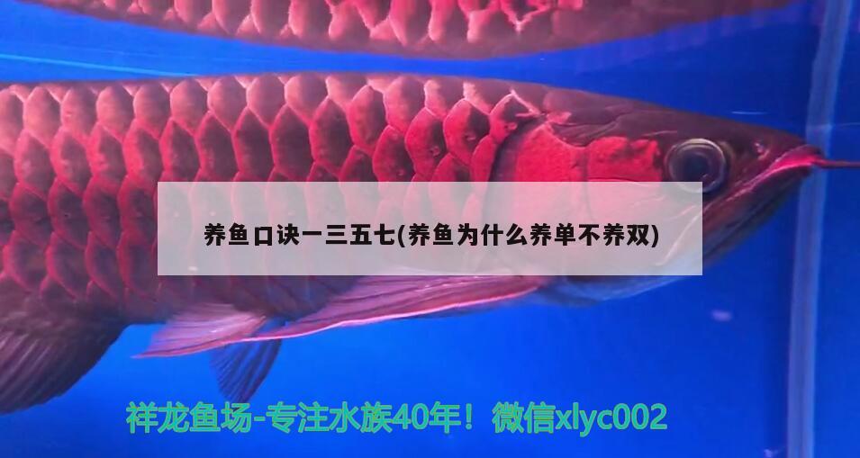 養(yǎng)魚口訣一三五七(養(yǎng)魚為什么養(yǎng)單不養(yǎng)雙)