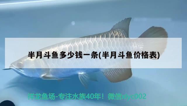 半月斗魚多少錢一條(半月斗魚價格表) 觀賞魚