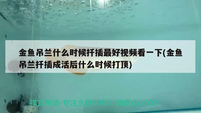 金魚吊蘭什么時候扦插最好視頻看一下(金魚吊蘭扦插成活后什么時候打頂)