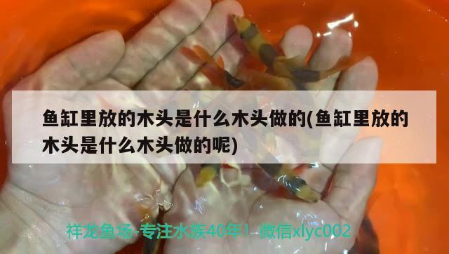 魚缸里放的木頭是什么木頭做的(魚缸里放的木頭是什么木頭做的呢) 野彩魚