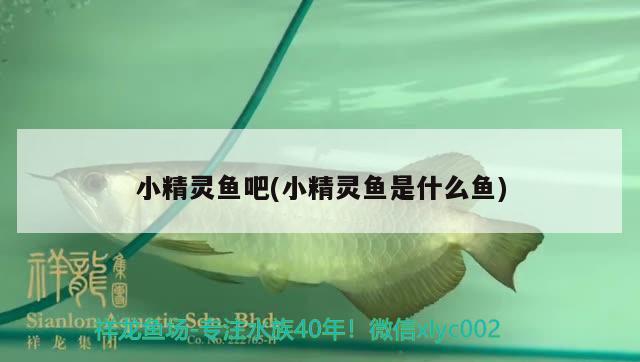 小精靈魚吧(小精靈魚是什么魚)