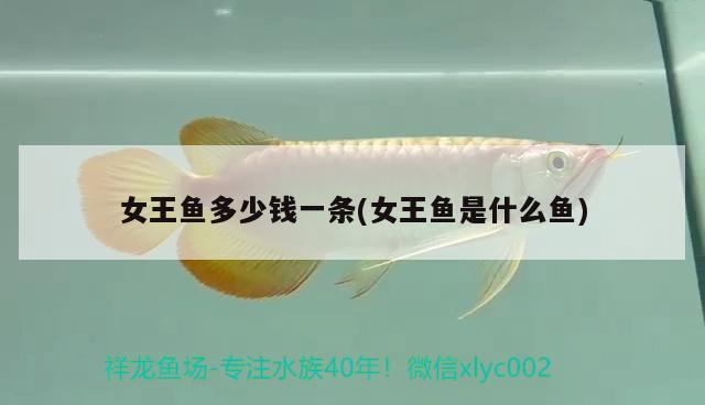 女王魚多少錢一條(女王魚是什么魚)