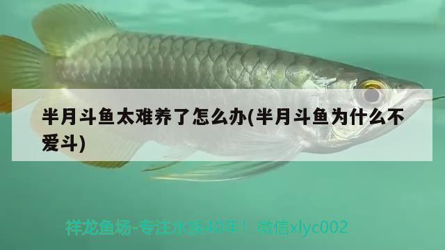 半月斗魚太難養(yǎng)了怎么辦(半月斗魚為什么不愛斗)