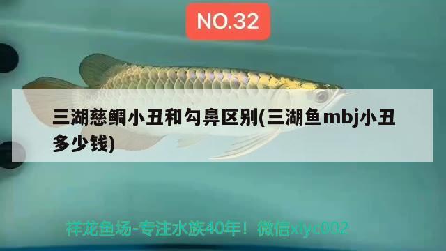 三湖慈鯛小丑和勾鼻區(qū)別(三湖魚(yú)mbj小丑多少錢(qián)) 觀賞魚(yú)