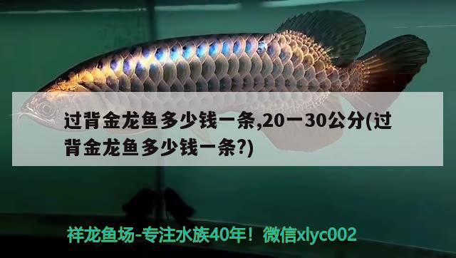 過背金龍魚多少錢一條,20一30公分(過背金龍魚多少錢一條?)