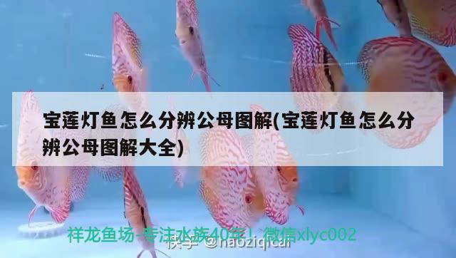 寶蓮燈魚怎么分辨公母圖解(寶蓮燈魚怎么分辨公母圖解大全) 觀賞魚