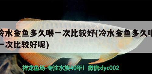 冷水金魚多久喂一次比較好(冷水金魚多久喂一次比較好呢)