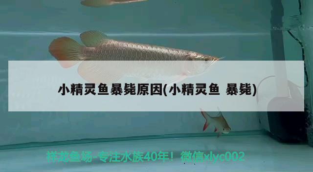 小精靈魚暴斃原因(小精靈魚暴斃)