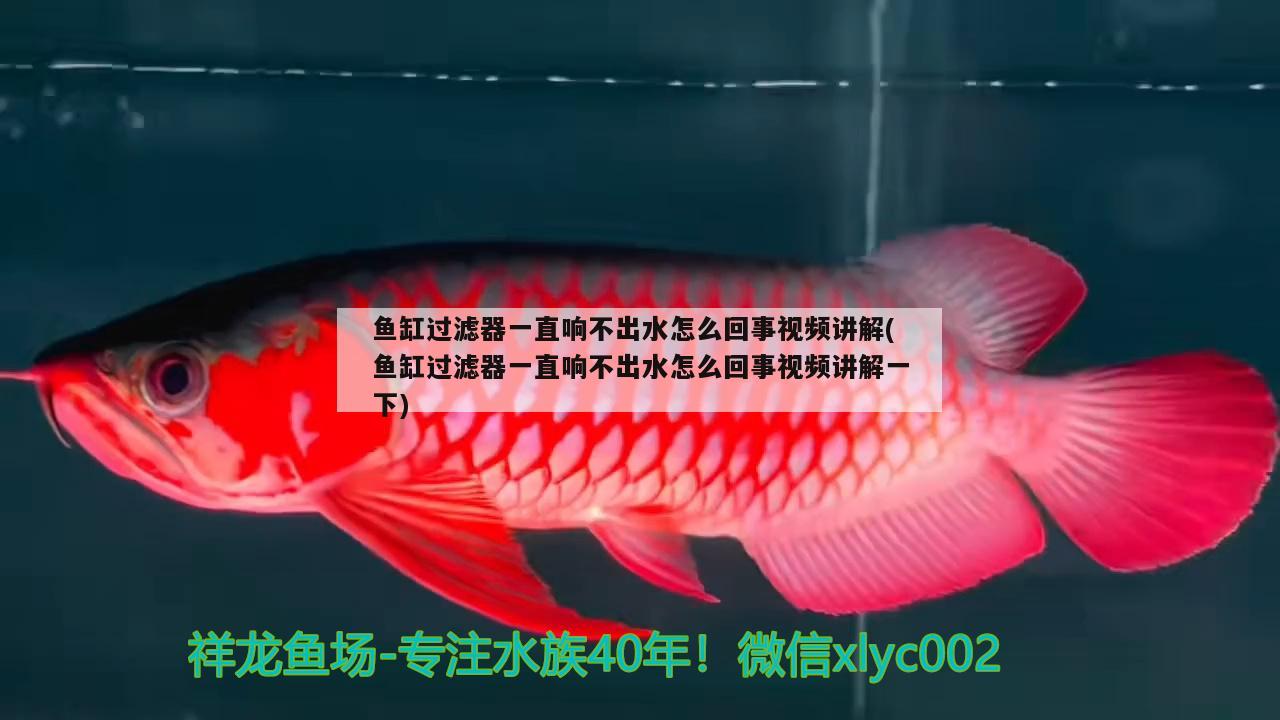 魚缸過濾器一直響不出水怎么回事視頻講解(魚缸過濾器一直響不出水怎么回事視頻講解一下)