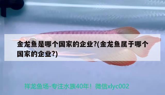 金龍魚是哪個(gè)國家的企業(yè)?(金龍魚屬于哪個(gè)國家的企業(yè)?) 觀賞魚