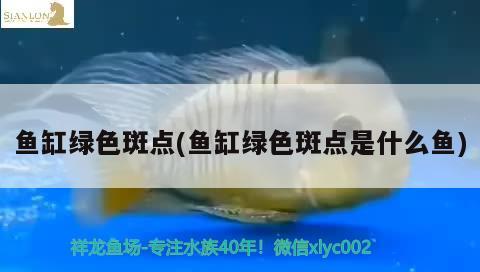 魚缸綠色斑點(diǎn)(魚缸綠色斑點(diǎn)是什么魚) 野彩魚