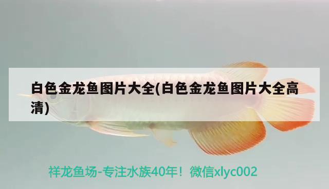 白色金龍魚圖片大全(白色金龍魚圖片大全高清)