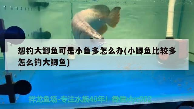 想釣大鯽魚可是小魚多怎么辦(小鯽魚比較多怎么釣大鯽魚) 垂釣樂園