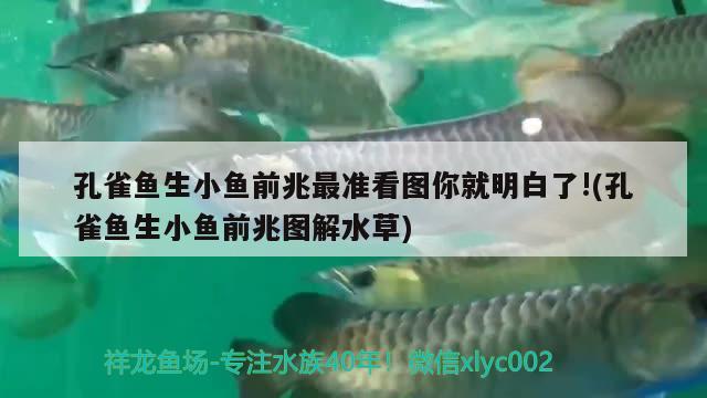 孔雀魚生小魚前兆最準(zhǔn)看圖你就明白了!(孔雀魚生小魚前兆圖解水草) 水草 第1張