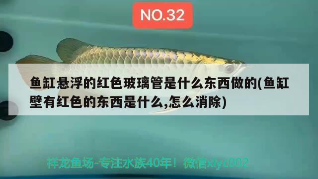 魚缸懸浮的紅色玻璃管是什么東西做的(魚缸壁有紅色的東西是什么,怎么消除) 斑馬鴨嘴魚苗