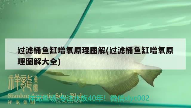 過(guò)濾桶魚(yú)缸增氧原理圖解(過(guò)濾桶魚(yú)缸增氧原理圖解大全)