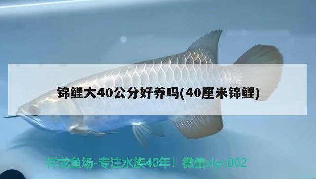 錦鯉大40公分好養(yǎng)嗎(40厘米錦鯉) 觀賞魚