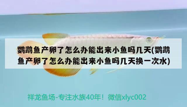 鸚鵡魚產(chǎn)卵了怎么辦能出來小魚嗎幾天(鸚鵡魚產(chǎn)卵了怎么辦能出來小魚嗎幾天換一次水) 鸚鵡魚