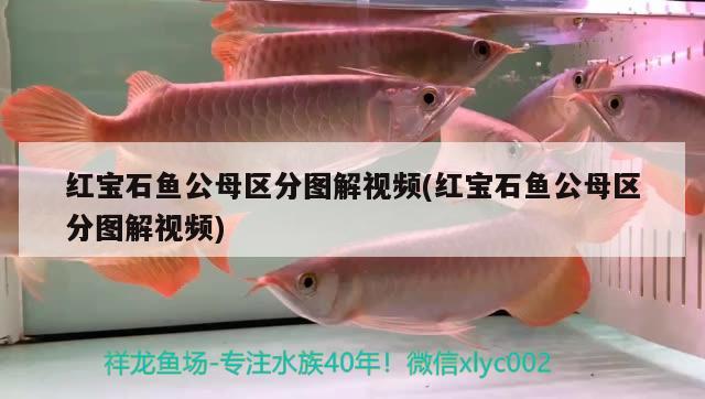 紅寶石魚公母區(qū)分圖解視頻(紅寶石魚公母區(qū)分圖解視頻) 觀賞魚 第2張