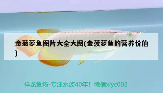 金菠蘿魚圖片大全大圖(金菠蘿魚的營(yíng)養(yǎng)價(jià)值) 觀賞魚