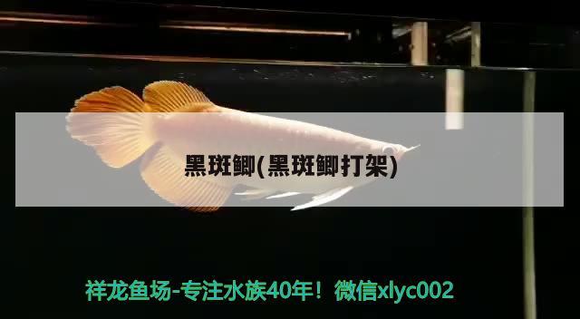 黑斑鯽(黑斑鯽打架) 觀賞魚