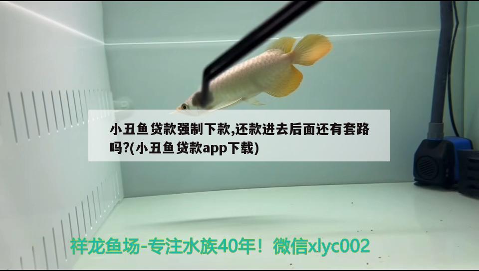 小丑魚貸款強制下款,還款進去后面還有套路嗎?(小丑魚貸款app下載)