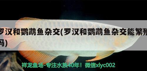 羅漢和鸚鵡魚雜交(羅漢和鸚鵡魚雜交能繁殖嗎) 鸚鵡魚