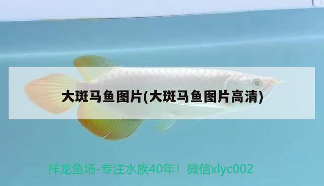 大斑馬魚圖片(大斑馬魚圖片高清)