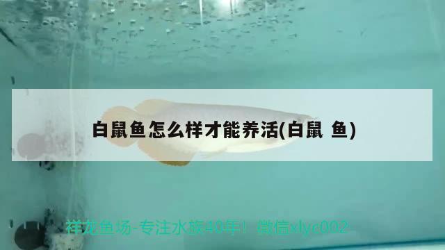 白鼠魚(yú)怎么樣才能養(yǎng)活(白鼠魚(yú))