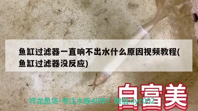 魚缸過濾器一直響不出水什么原因視頻教程(魚缸過濾器沒反應(yīng))