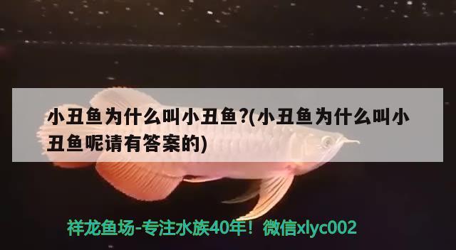 小丑魚為什么叫小丑魚?(小丑魚為什么叫小丑魚呢請(qǐng)有答案的)