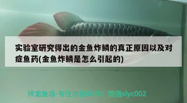 實(shí)驗(yàn)室研究得出的金魚炸鱗的真正原因以及對(duì)癥魚藥(金魚炸鱗是怎么引起的)