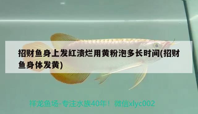 招財(cái)魚身上發(fā)紅潰爛用黃粉泡多長時(shí)間(招財(cái)魚身體發(fā)黃) 觀賞魚