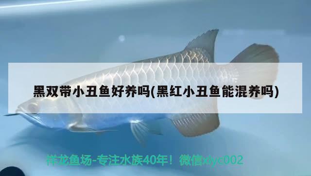 黑雙帶小丑魚(yú)好養(yǎng)嗎(黑紅小丑魚(yú)能混養(yǎng)嗎) 海水魚(yú)