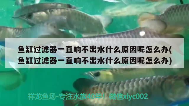 魚缸過濾器一直響不出水什么原因呢怎么辦(魚缸過濾器一直響不出水什么原因呢怎么辦)