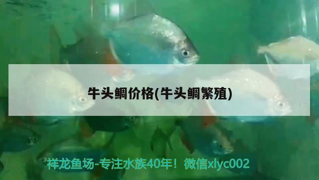 牛頭鯛價格(牛頭鯛繁殖) 觀賞魚