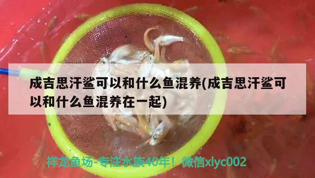 成吉思汗鯊可以和什么魚混養(yǎng)(成吉思汗鯊可以和什么魚混養(yǎng)在一起) 成吉思汗鯊（球鯊）魚