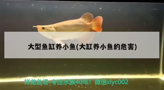 大型魚缸養(yǎng)小魚(大缸養(yǎng)小魚的危害) 黃金達(dá)摩魚