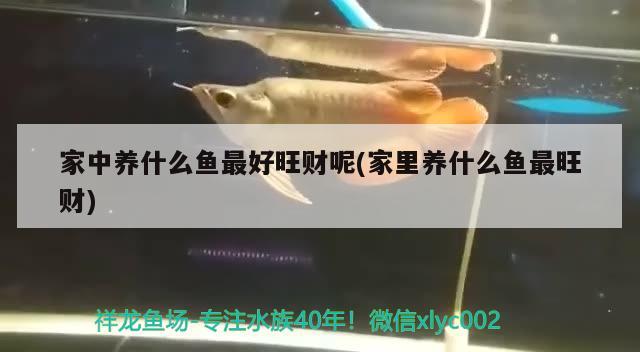 家中養(yǎng)什么魚最好旺財(cái)呢(家里養(yǎng)什么魚最旺財(cái))