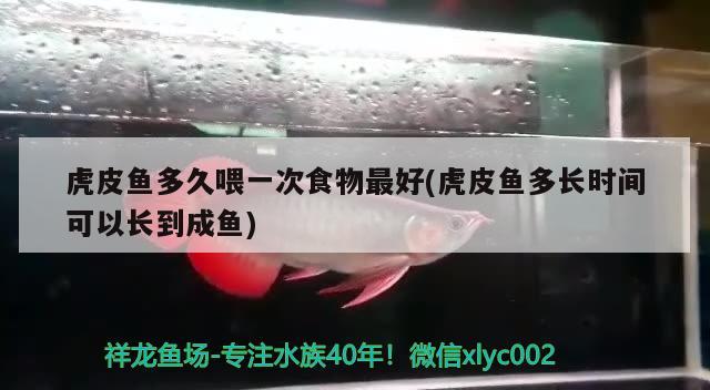 虎皮魚(yú)多久喂一次食物最好(虎皮魚(yú)多長(zhǎng)時(shí)間可以長(zhǎng)到成魚(yú)) 觀賞魚(yú)