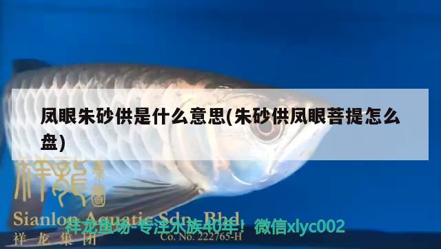 鳳眼朱砂供是什么意思(朱砂供鳳眼菩提怎么盤) 觀賞魚