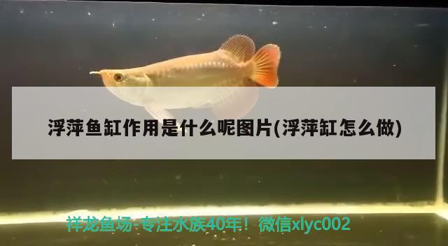 浮萍魚(yú)缸作用是什么呢圖片(浮萍缸怎么做) 奈及利亞紅圓點(diǎn)狗頭