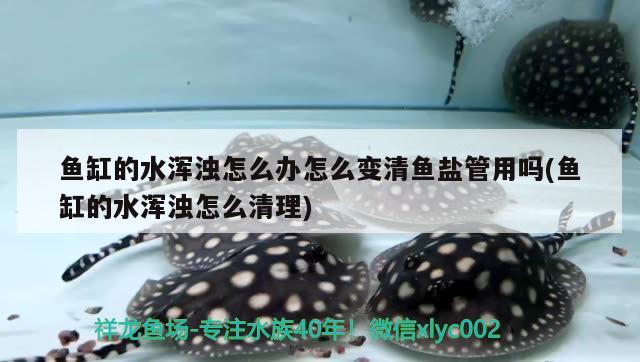 魚缸的水渾濁怎么辦怎么變清魚鹽管用嗎(魚缸的水渾濁怎么清理)