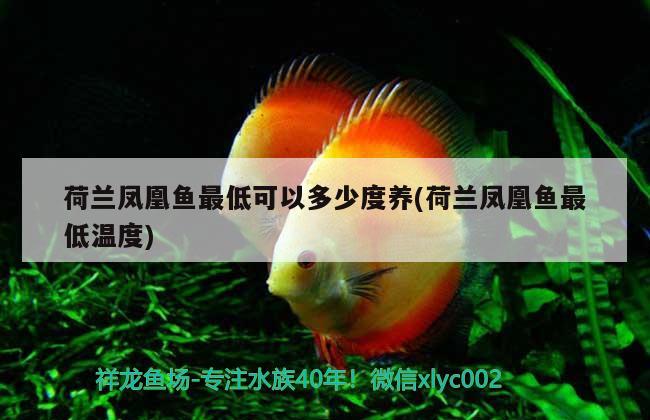 荷蘭鳳凰魚最低可以多少度養(yǎng)(荷蘭鳳凰魚最低溫度)