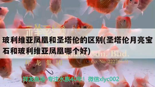 玻利維亞鳳凰和圣塔倫的區(qū)別(圣塔倫月亮寶石和玻利維亞鳳凰哪個好)