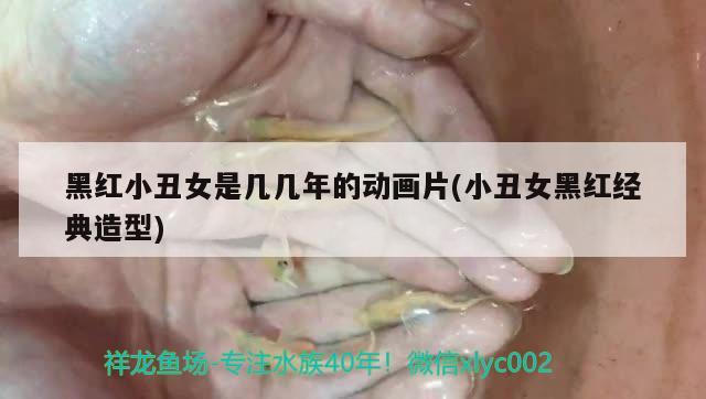 黑紅小丑女是幾幾年的動畫片(小丑女黑紅經(jīng)典造型) 觀賞魚