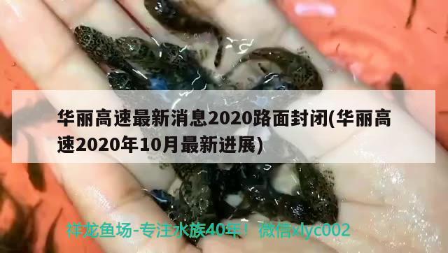 華麗高速最新消息2020路面封閉(華麗高速2020年10月最新進(jìn)展) 觀賞魚