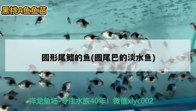 圓形尾鰭的魚(圓尾巴的淡水魚)