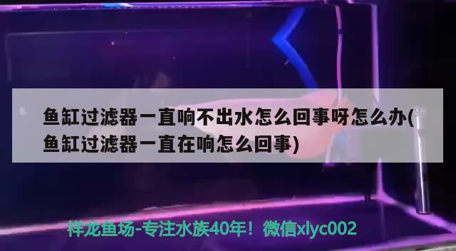 魚缸過濾器一直響不出水怎么回事呀怎么辦(魚缸過濾器一直在響怎么回事) 祥龍藍(lán)珀金龍魚