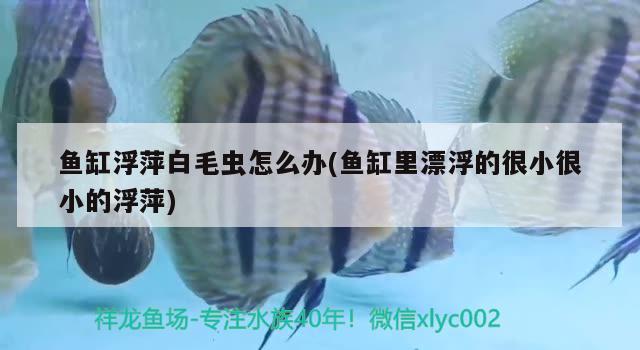 魚缸浮萍白毛蟲怎么辦(魚缸里漂浮的很小很小的浮萍)